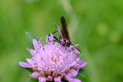 Empis tessellata